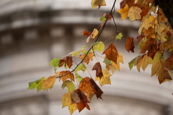 Município e SMAS de Viseu reforçam limpeza de queda de folhas