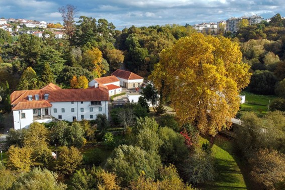 Plátano da Quinta da Cruz candidato a Árvore do Ano a nível nacional e europeu